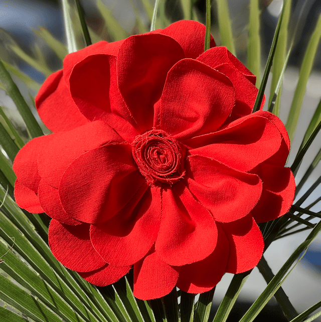 Rosa rossa